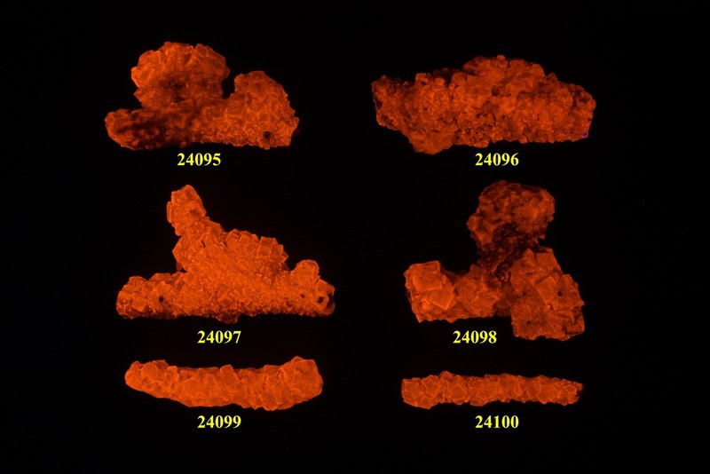 JHSet346 Set of 6 Halite Crystals on Sage Brush, Salton Sea CA