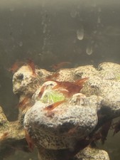 Red Cherry Shrimp Fire Red 10 RCS Neocaridina Dwarf Shrimp