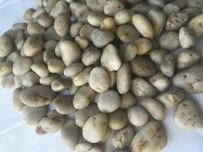 10Lb Decorative Polished Pebbles/River Rocks/Aquarium Gravel Large Nature 10Lb 