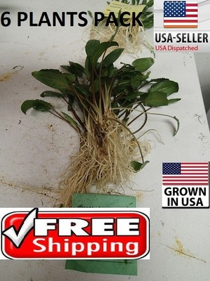#ad #ad 6 plants Crypt Wendtii Green Easy Aquarium aquascaping planted tank low light $25.99