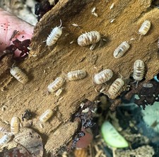 Isopod Factory 30 Armadillidium Espanyoli Marbleized Isopods Clean Up Crew