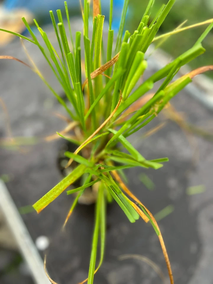 Cortaderia Pampas Grass White 1 Large Bare Root Plant Gardening Border Hardy Pla - Image 3 of 4