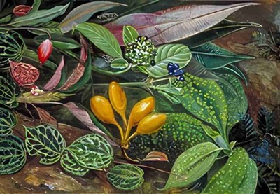 Marianne North Kuriose Pflanzen aus dem Wald von Matang Sarawak Borneo A3 Druck