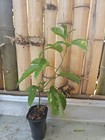 1 Purple Passion Fruit Padsionfruit Starter Plant Passiflora edulis From Cutting