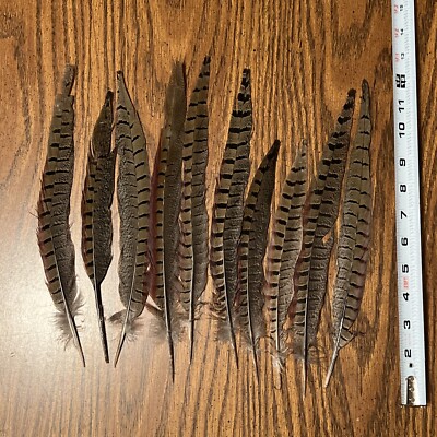Authentic Wild Pheasant Tail Feathers. 10 Pieces. 12-16 inches.