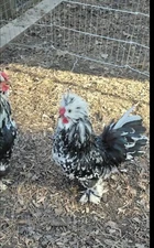 mottled silkie hatching eggs