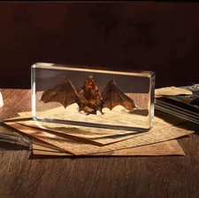 Fledermaus Specimen Taxidermie Anschauungsobjekt