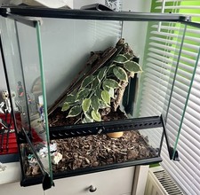 Terrarium, accessories, Heat Pad and two gecko lizards
