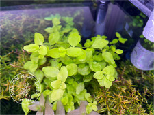 Bacopa australis, Live Aquarium/Aquatic/Background, ,Planted Tank,Aquascaping