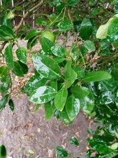 60 Fresh Lemon leaves 100 Organic