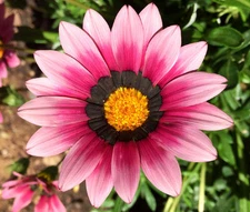 GAZANIA GARDEN LEADER PINK Gazania Rigens - 100 Bulk Seeds