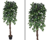 Ficus-Benjamini Mit Multi Stamm 1548 BläTter 180Cm Hoch Von Ibizanos