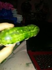Small Vintage Planters Shaped Like A Cucumber — photo 9