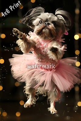 Shih Tzu dressed as a ballerina performing on stage ar 4x6 Print