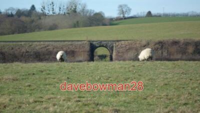 PHOTO  FARM RAILWAY BRIDGE (ARLEY) WITH TWO SHEEP DOMINATING THE BRIDGE SIDE-BY-