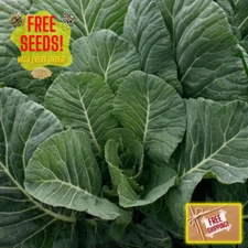 Fresh Champion Collard Green Seeds | Heirloom Non-GMO | Vegetable Seeds