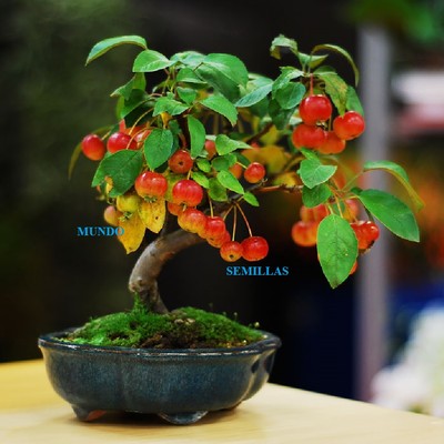 bonsai schere japan Bonsai-Schere – scharfes Leichtgewicht für präzise Schnitte main image 0