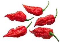 20 GHOST PEPPER BHUT JOLOKIA SEEDS ~ heirloomseedguy ~ 2026 ~ NON-GMO