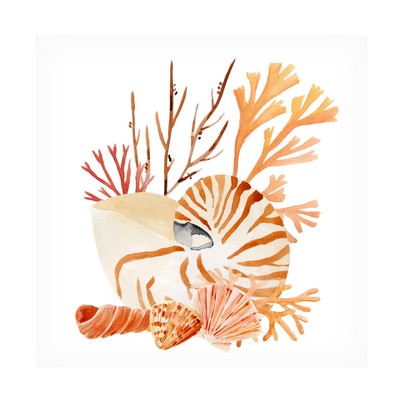 'Nautilus Grouping I' Canvas Art by Annie Warren 35x35