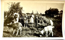 c.1927 Farm Family Mom & Kids w/Goats, Kittens, Turkey, Haystack, Corn Stalks