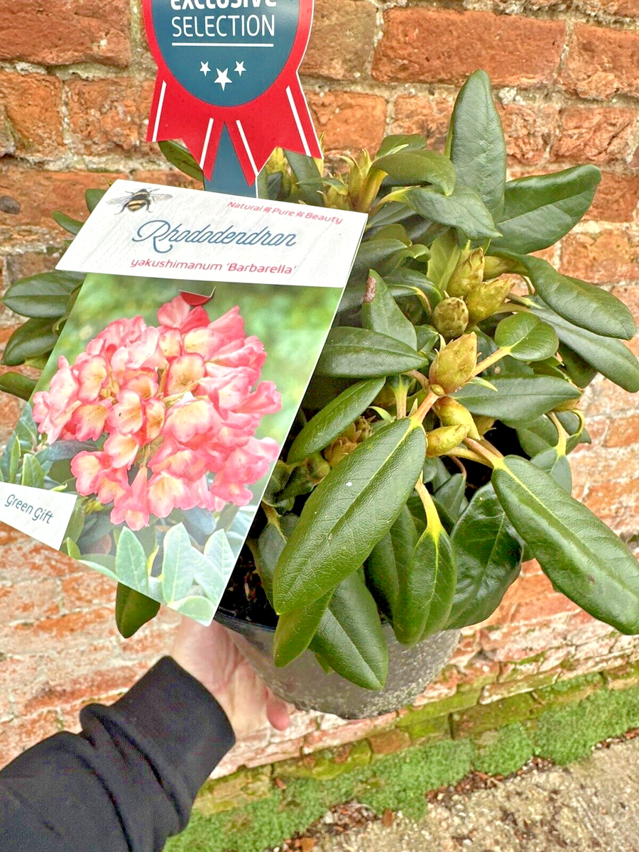 Rhododendron Barbarella - Large XXL 4Ltr Pot Flowering Evergreen Shrub  Hardy | eBay UK
