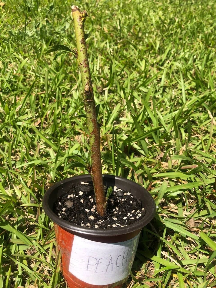 Organic Peach Tree | 6-24 inch | variety: Contender | Brand: Mother Nature - Image 2 of 4