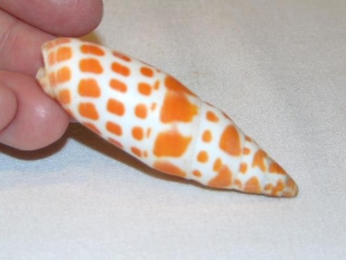 Natural Vintage Episcopal Mitra, 2-3/4" Orange Spotted Sand Snail