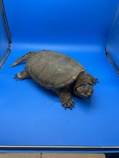 vintage taxidermy Rare Tabkle Snapping Turtle Super Cool ! HUGE SEE PICS!