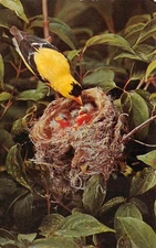 Mi American Goldfinch Seven Ponds Nature Center Drydein Mich