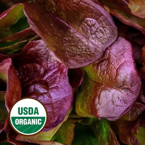 500 Organic Rouge de Hiver Romaine Lettuce Seeds - Everwilde Farms Mylar Packet - Picture 3 of 3