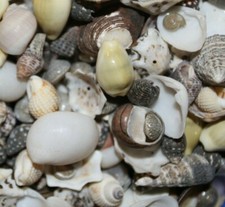 TINY MIX of tiny seashells,all ready for shell craft, jewelry,custom cards.