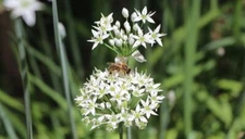 GARLIC CHIVE PLANTS, Two (2) Established Plants, Allium Tuberosum, Organic