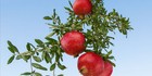 Bild 111 von 146