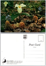 Continental Morel Mushrooms Trillium Wildflowers Michigan Postcard