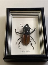 A Preserved Stag Beetle odontolabis Femoralis In A Wood And Glass Display Case