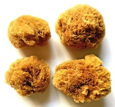 4 Large Natural Ocean Sea Sponges for Arts and Crafts, Great for Painting, De...