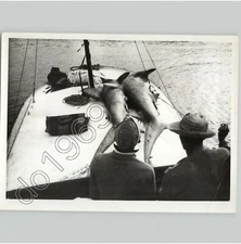 Two DEAD SHARKS On Boat Deck In BRAZIL Fishing Danger Exotic 1957 Press Photo