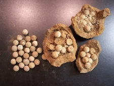 2  Civil War Relic Cannonball Case Shot Brandy Station Virginia 