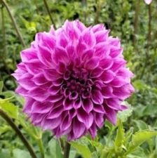 Organically Grown CMF Fantastique Formal Decorative Dahlia Flower Tuber Bulb