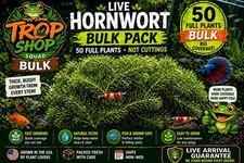 Live Hornwort 50 FULL Plants Not Cuttings   Thick Bushy Growth   Aquarium Pond
