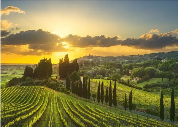 Puzzle (500 T.) Weingut Der Maremma, Italien (Dinotoys) Neu/Ovp-image
