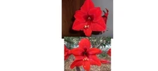 1 cross pollinated amaryllis bulb Hippeastrum Red Lion X Scarlet Baby 6-12 cm. c