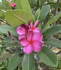 KT Purple Moon (Thai 2026) 1 Tip Plumeria Cutting