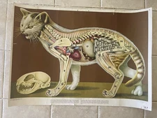 Original vintage pull down school chart of Cat -sceleton 1962