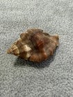 MUREX Ceratostomanuttali  UNIQUE SHELL- San Diego, California 38.79mm — photo 3