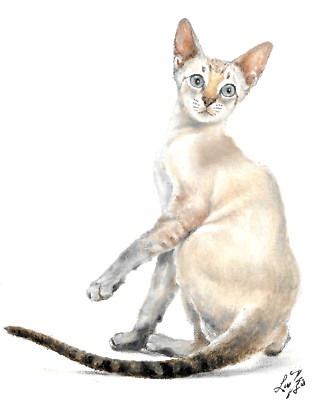   ORIGINAL Oil Portrait Painting SIAMESE LYNX POINT Artist Signed Cat Artwork