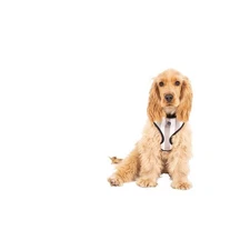 Mog & Bone Neoprene Dog Harness (Latte Hampton Stripe) - Large