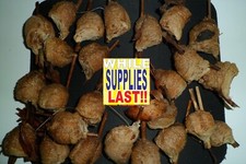 25g Herbs Sang Piao Xiao, Ootheca Mantis, Praying Mantis Egg-Case Can't Hatch !!