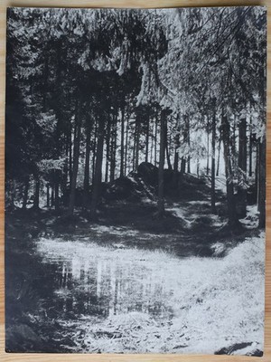 Signed Large Large Vintage Photo Photograph Old Photo Black and White Forest Trees