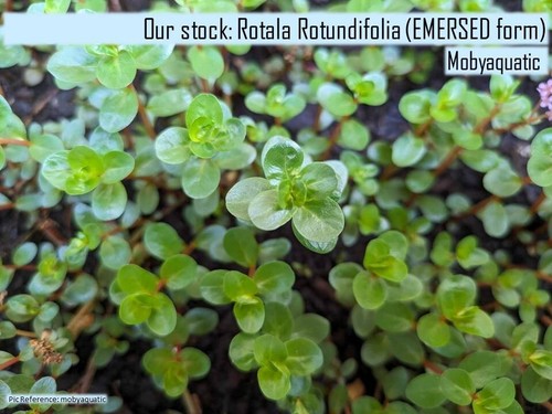 Rotala Rotundifolia - Beginner Live Aquarium Plant Shrimp Fish Tank Aquascape - Picture 2 of 5